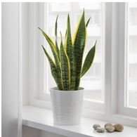 Snake Plant