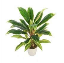  Dracaena Plant