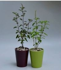 Tulsi(medicinal plant) 