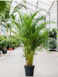 Areca palm(floor pot)