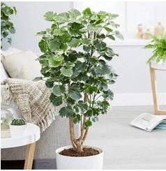 Aralia Plant