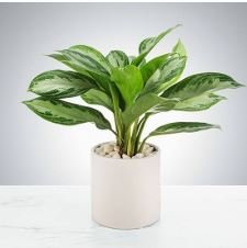 Chinese Evergreen Plant