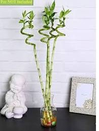 Lucky bamboo long sticks