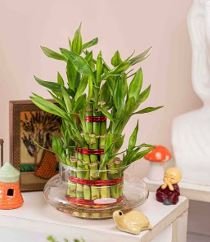 Lucky bamboo small sticks