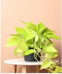 Pothos Plant