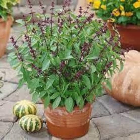  Basil(medicinal plant)