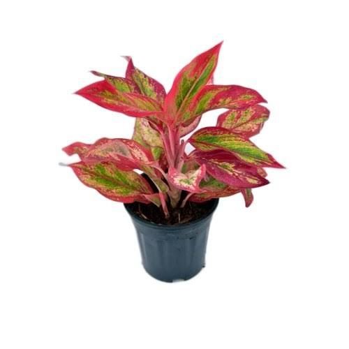 Red and Pink Aglaonema (Anglonema)