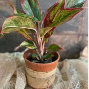 red aglaonema (anglaonema)