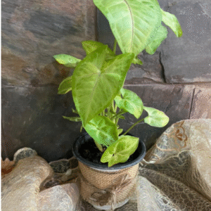 syngonium plant (arrowhead plant)