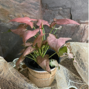 Pink Syngonium Plant