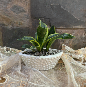 elegant sansevieria tray garden summary