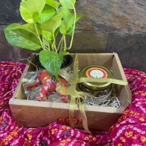 small hamper with plant